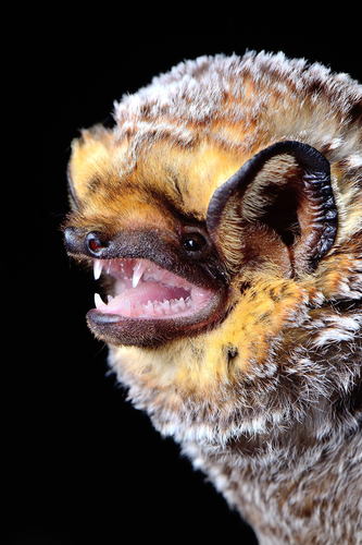 Image of Hoary Bat