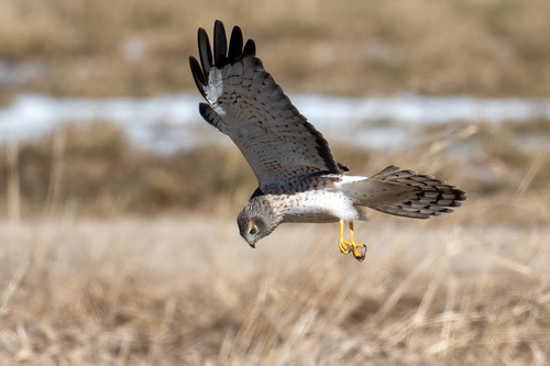 Image of Northern Harrier