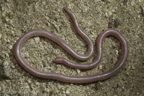 Image of Western Threadsnake