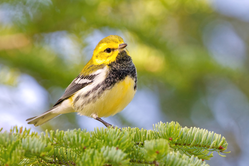 Image of Black-throated Green Warbler