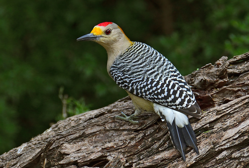 Image of Golden-fronted Woodpecker