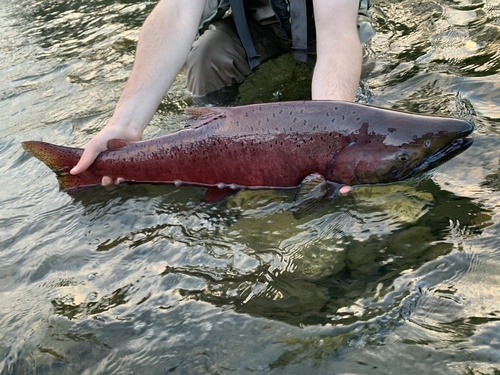 Image of Chinook Salmon