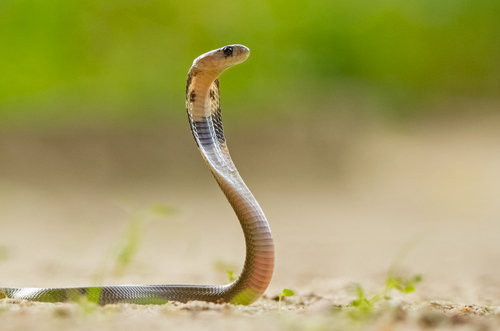 Image of Indian Cobra