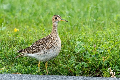 Image of Upland Sandpiper