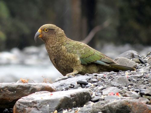 Image of Kea