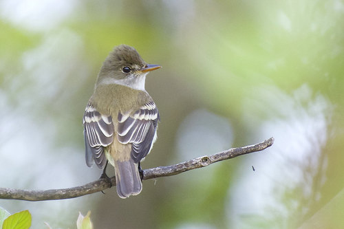 Image of Willow Flycatcher