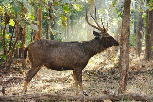 Image of Sambar Deer