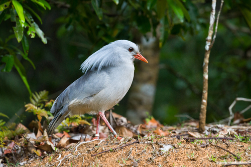 Image of Kagu