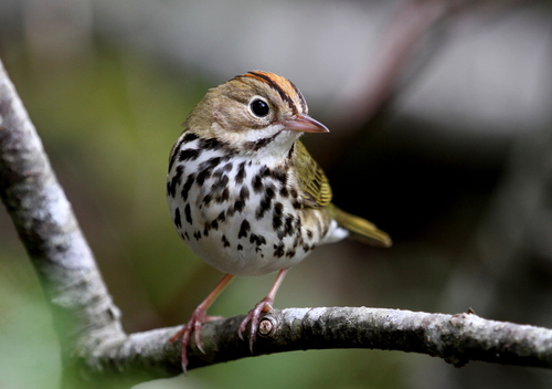 Image of Ovenbird