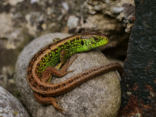 Image of Sand Lizard