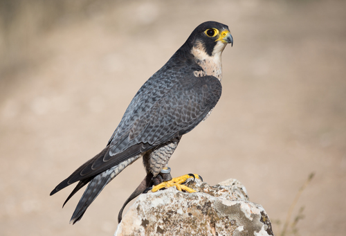 Image of Peregrine Falcon