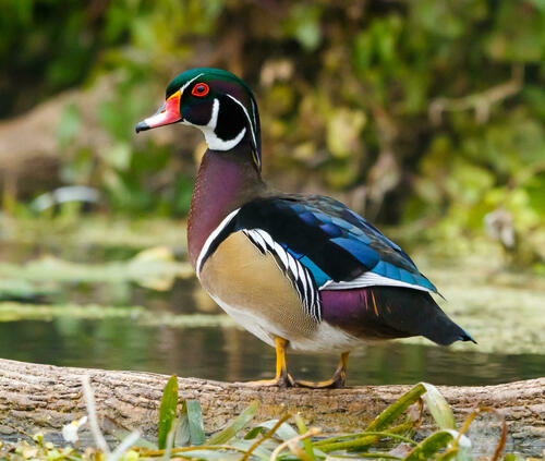 Image of Wood Duck