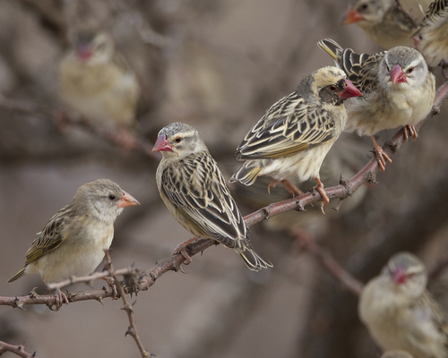 Image of Red-billed Quelea