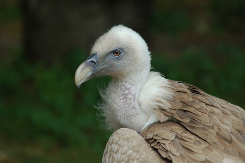 Image of Griffon Vulture