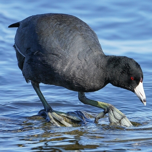 Image of American Coot