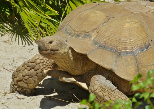 Image of African spurred tortoise