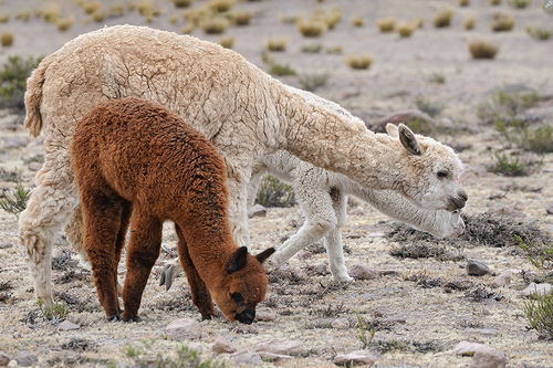 Image of Alpaca