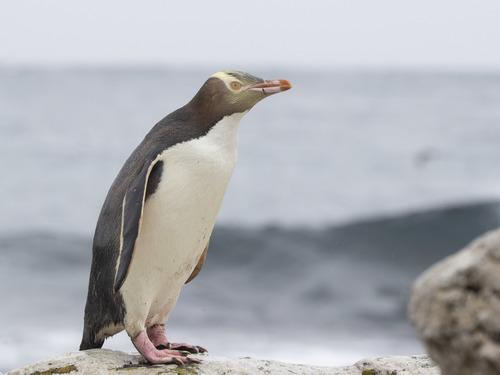 Image of Yellow-eyed Penguin