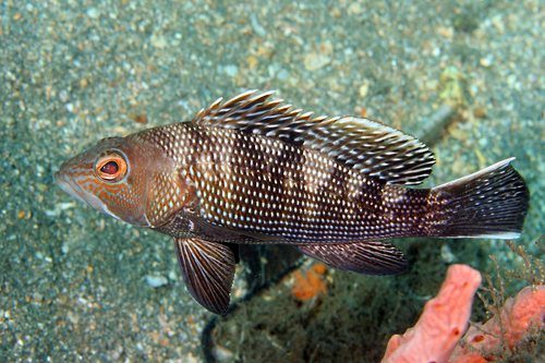 Image of Black Sea Bass