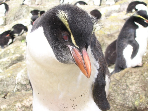 Image of Snares Penguin