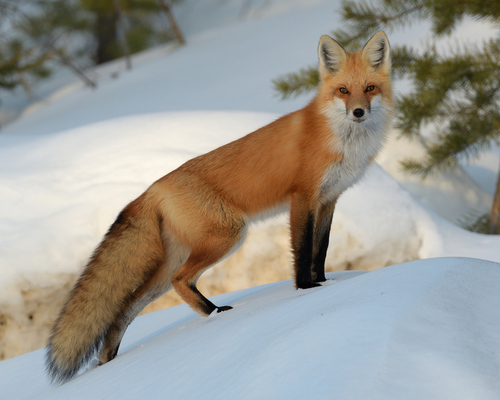 Image of Red Fox