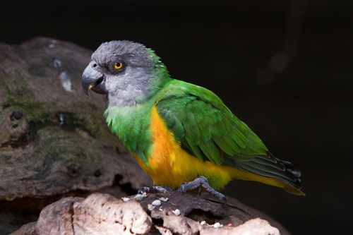 Image of Senegal Parrot