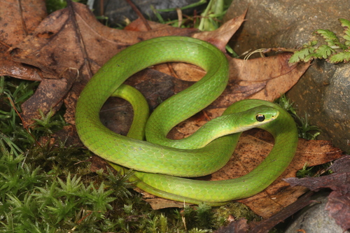 Image of Smooth Green Snake