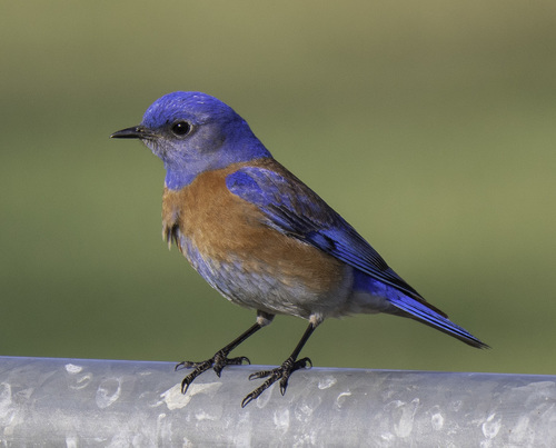 Image of Western Bluebird