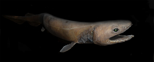 Image of Frilled Shark