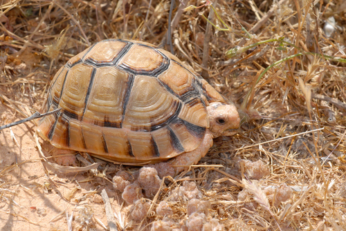 Image of Egyptian Tortoise