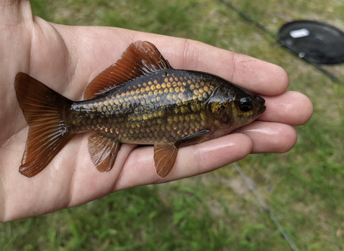 Image of Goldfish