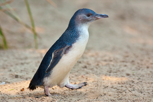 Image of Little Penguin