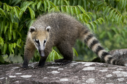 Image of South American coati