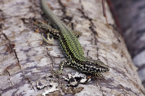 Image of Common Wall Lizard