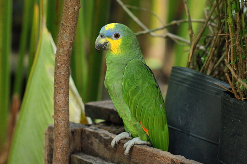 Image of Orange-winged Amazon