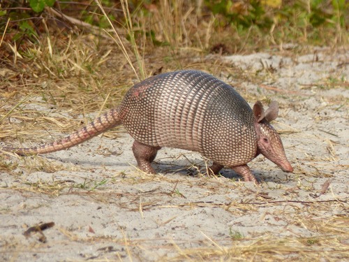 Image of Nine-banded armadillo