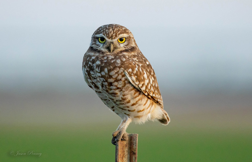 Image of Burrowing Owl