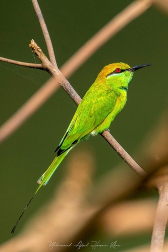 Image of Green Bee-eater