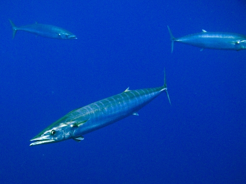 Image of Wahoo