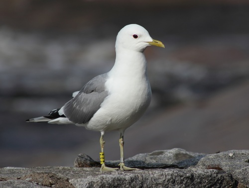 Image of Common Gull