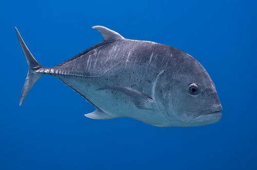 Image of Giant Trevally