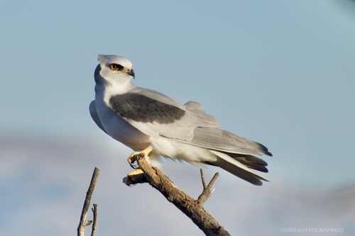 Image of White-tailed Kite