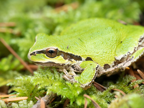 Image of Pacific Chorus Frog