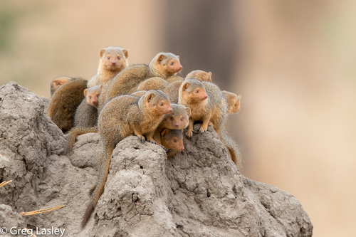 Image of Common Dwarf Mongoose