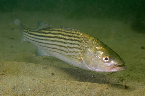 Image of Striped Bass