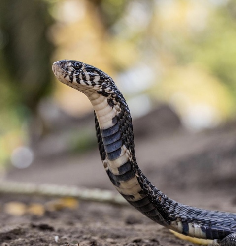 Image of Forest Cobra