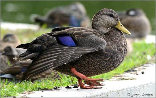 Image of American Black Duck