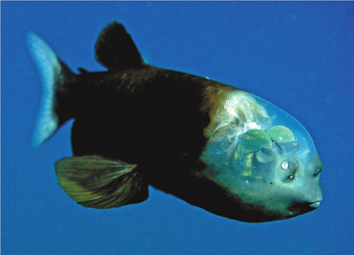 Image of Barreleye