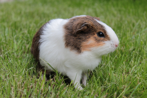 Image of Guinea Pig