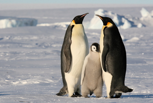 Image of Emperor Penguin